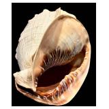 MBR - Large Spiny Sea Shell Decorative Specimen