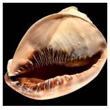 MBR - Large Spiny Sea Shell Decorative Specimen