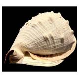 MBR - Large Spiny Sea Shell Decorative Specimen