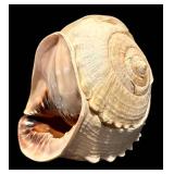 MBR - Large Spiny Sea Shell Decorative Specimen