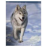 Wonderful Framed Print Alaskan Grey Wolf 34" X 32"