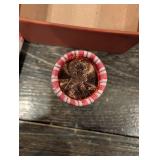 2009 Lincoln Cent 5-Design Set - Birthplace, Presidency, Formative Years, Log Cabin, Professional Life(13 Rolls)