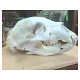 11 inch Complete Bear Skull  Taxidermy Beetle Cleaned  All teeth present