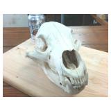 11 inch Complete Bear Skull  Taxidermy Beetle Cleaned  All teeth present
