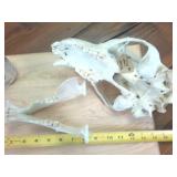 11 inch Complete Bear Skull  Taxidermy Beetle Cleaned  All teeth present