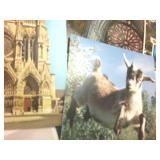 Large Lot of NEW never used postcards  1776  Vatican  Goats  Native  all have blank backs