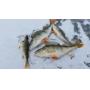 FLASH! Crane Lake Ice Fishing Adventure + Lodge Stay for 2 Singles or Couple