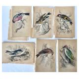 Group of Antique James Stewart / William Lizars Hand Colored Bird Engravings #3