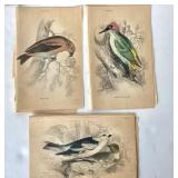 Group of Antique James Stewart / William Lizars Hand Colored Bird Engravings #3
