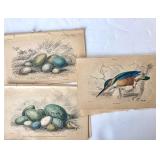Group of Antique James Stewart / William Lizars Hand Colored Bird Engravings