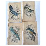 Group of Antique James Stewart / William Lizars Hand Colored Bird Engravings