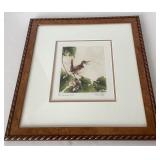 Melanie Fain: Hand Colored Bird Etching