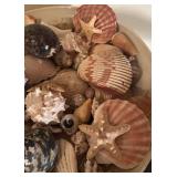 BR2 - Handcrafted Pottery Bowl with Shell Collection