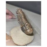 Spiny Trilobite Fossil on Stone Base with Display Case