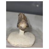Spiny Trilobite Fossil on Stone Base with Display Case