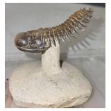 Spiny Trilobite Fossil on Stone Base with Display Case