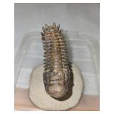 Spiny Trilobite Fossil on Stone Base with Display Case