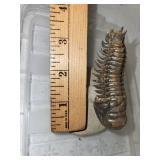 Spiny Trilobite Fossil on Stone Base with Display Case