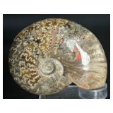 A striking natural cavel ammonite fossil entwined with clear quartz crystals, merging ancient life with crystalline energy.