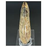 A striking natural cavel ammonite fossil entwined with clear quartz crystals, merging ancient life with crystalline energy.