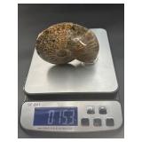 A striking natural cavel ammonite fossil entwined with clear quartz crystals, merging ancient life with crystalline energy.