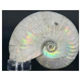 A captivating silver ammonite fossil displaying natural iridescence across its spiraled chambers.