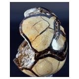 Spectacular Polished Septarian Nodule "Dragon