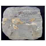 Rare Precambrian Stromatolite Fossil Specimen - Earliest Record of Life on Earth. Geological Significance: Dates back to the Precambrian era, potentially over 2 billion years old.