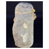 Rare Precambrian Stromatolite Fossil Specimen - Earliest Record of Life on Earth. Geological Significance: Dates back to the Precambrian era, potentially over 2 billion years old.