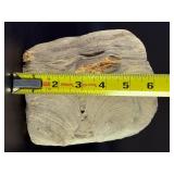 Rare Precambrian Stromatolite Fossil Specimen - Earliest Record of Life on Earth. Geological Significance: Dates back to the Precambrian era, potentially over 2 billion years old.