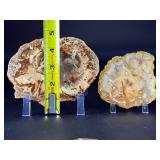 Petrified Wood Slices are captivating natural pieces that reveal the ancient beauty of wood transformed into stone over millions of years.