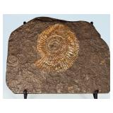Dactylioceras Ammonite Fossil in Slate is a captivating natural specimen showcasing an ancient ammonite fossil beautifully preserved within a dark slate matrix.