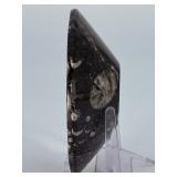 Orthoceras Fossil Bowl is a striking, hand-carved display piece featuring the elongated, jet-black orthoceras fossils embedded in a smooth, polished matrix.