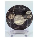 Orthoceras Fossil Bowl is a striking, hand-carved display piece featuring the elongated, jet-black orthoceras fossils embedded in a smooth, polished matrix.