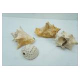 Conch Sea Shells