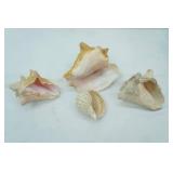Conch Sea Shells