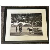 Framed Black & White Horse Photograph - Horses in Pasture