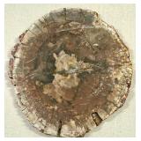 Petrified Wood Slice - Circular Fossil Display in Shadow Box Frame