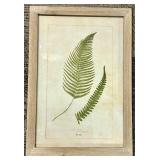 Male Fern Botanical Print - Framed Antique Illustration Pl. 289