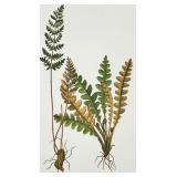 Framed Fern Botanical Illustration - Two Ferns