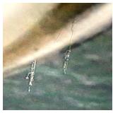 Golf Print on Acrylic - Golf Ball & Club Scene