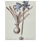 Amaryllis Belladonna - Framed Botanical Print