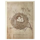 Nest & Eggs of the Skylark - Framed Vintage Natural History Print