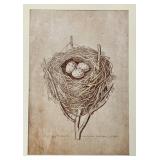 Antique Bird Nest Illustration Print in Wood Frame & Three Eggs