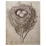 Antique Bird Nest Illustration Print in Wood Frame & Three Eggs