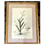 IXIA bulbifera Botanical Plate - Framed Illustration