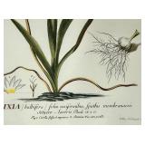 IXIA bulbifera Botanical Plate - Framed Illustration