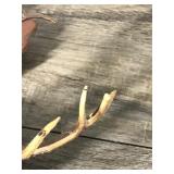 Vintage West Germany Cuckoo Clock - Had Elk Head - Rabbit and Bird - see description for more info