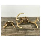 6 & 7 Point White Buck Antlers