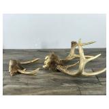 6 & 7 Point White Buck Antlers